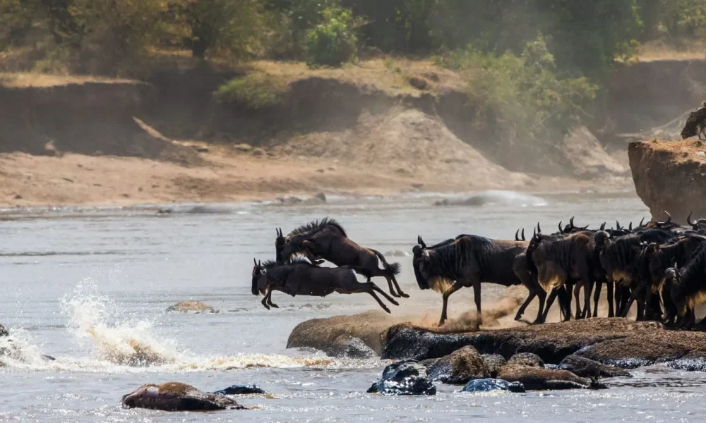 wildebeest-jumping-into-mara-river-great-migration-kenya-tanzania-masai-mara-national-park-2048x823